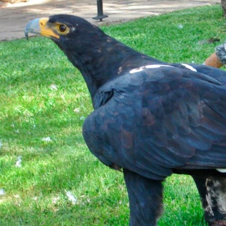 Águila negra africana