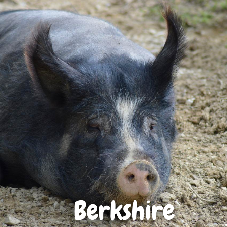 cuanto pesa el cerdo Berkshire