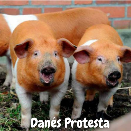 características del Cerdo de Protesta Danés