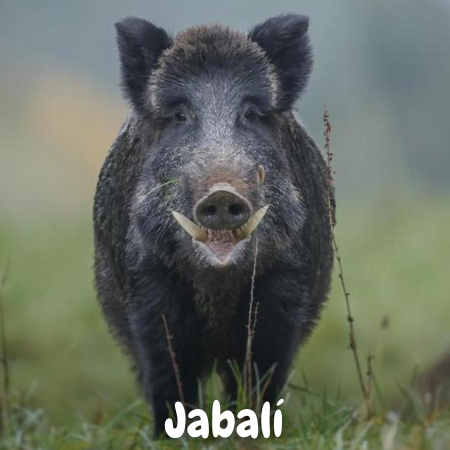 Cuanto Pesa el Jabali