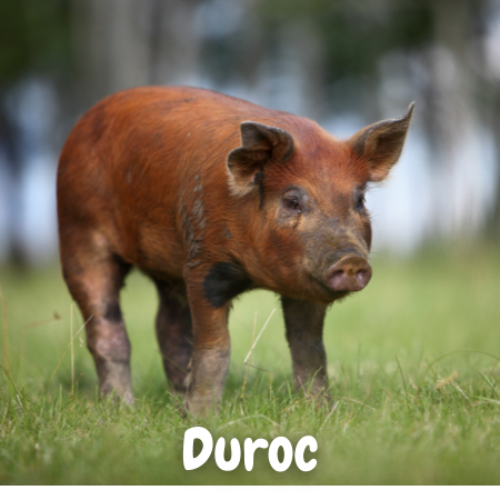 cuanto pesa el cerdo Duroc