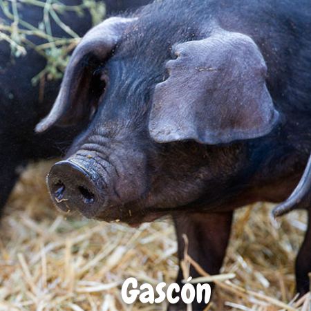 tamaño y peso del chancho Gascón