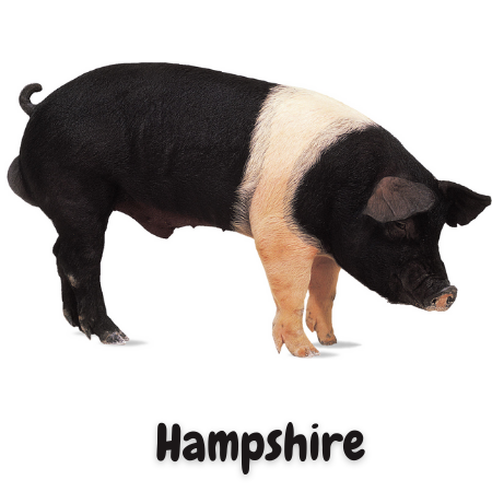 cuanto mide el cerdo hampshire