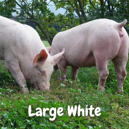 cuanto pesa el cerdo Large White