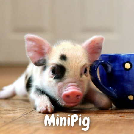 cuanto miden los Minicerdos